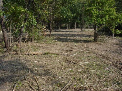 image of invasives cleared out