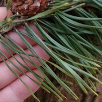 Image of Virginia Pine Needles
