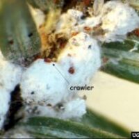 crawler