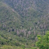 forest mortality