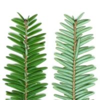hemlock needles