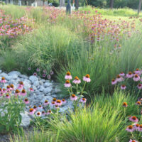 Urbana rain garden, Illinois-Indiana Sea Grant, Illinois Groundwork.