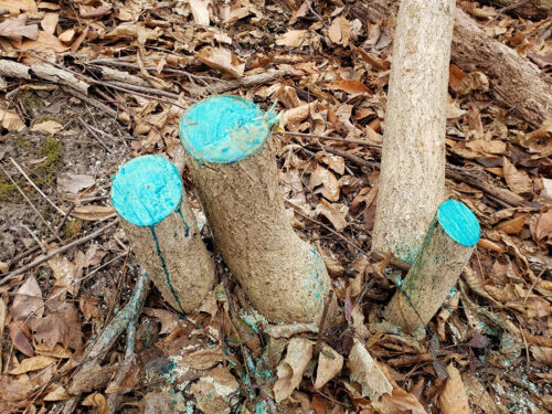 Cut stumps treated with herbicide including a dye to show application.