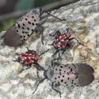 Adult-rest & late instar