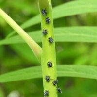 Early instar