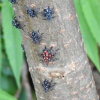 Late instar
