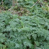poison hemlock