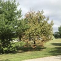 damaged pine leaves