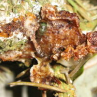 damaged pine tree