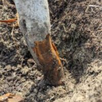 bark decayed tree due to deep planting 