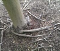 root girdling due to deep planting