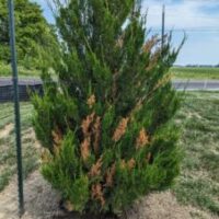 juniper tree dying due to deep planting