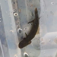 hellbender gilled larvae