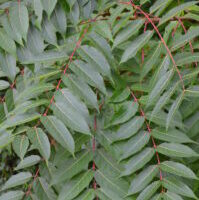 tree of heaven leaves