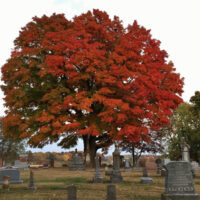 big tree