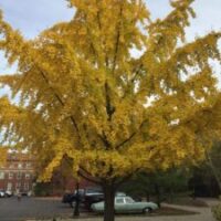 image of early fall color from a tree
