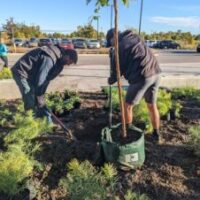 Image of fall tree planting