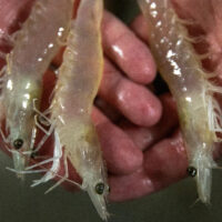 Photo of shrimp