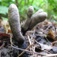 Dead man’s fingers