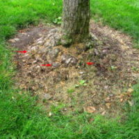 Close-up of the rootstock with multiple croppings of Xylaria on the crown