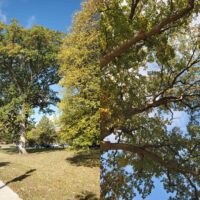 declining tree