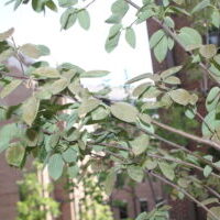 Plants infected with mites