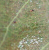 serviceberry leaf with red mites, eggs, and shed skins