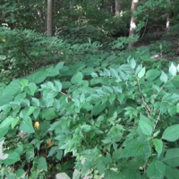 Invasive Asian bush honeysuckle growing under trees in forest.