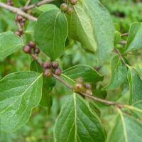 Invasive Asian bush honeysuckle in late summer with berries.