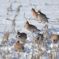 bob white quail in vigo county