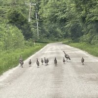 Turkey brood