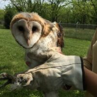 barn owl photo