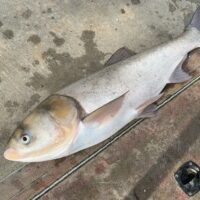 silver carp photo