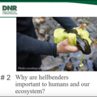 Hellbender info photo