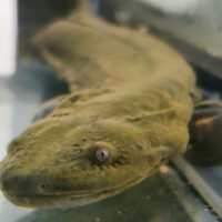hellbender photo