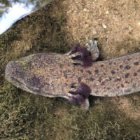 mudpuppy photo