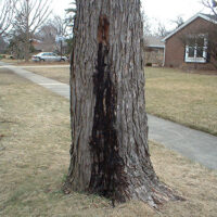 slime flux silver maple