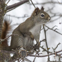 squirrel
