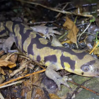 tiger salamander