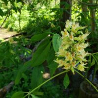 ohio buckeye bloom
