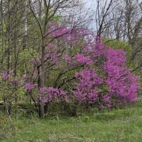 redbud bloom