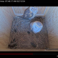 barn owls