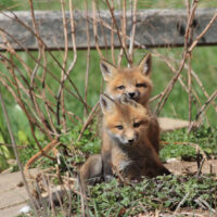 foxes