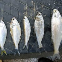 invasive carp