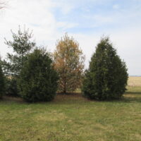 white pine