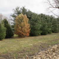 white pine