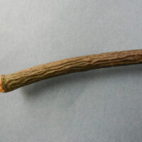 white pine bark