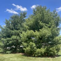 white pine