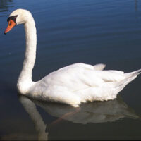 mute swan