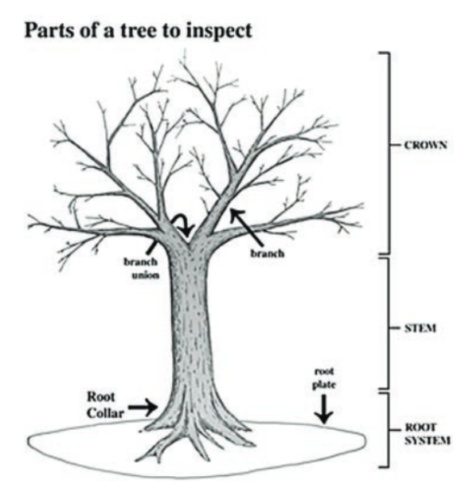 Parts of a tree to inspect diagram.